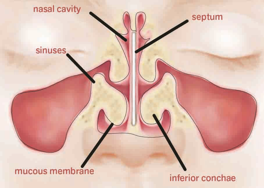 Figure 2: The awe-inspiring structure of the olfactory region Figure 2: The awe-inspiring structure of the olfactory region